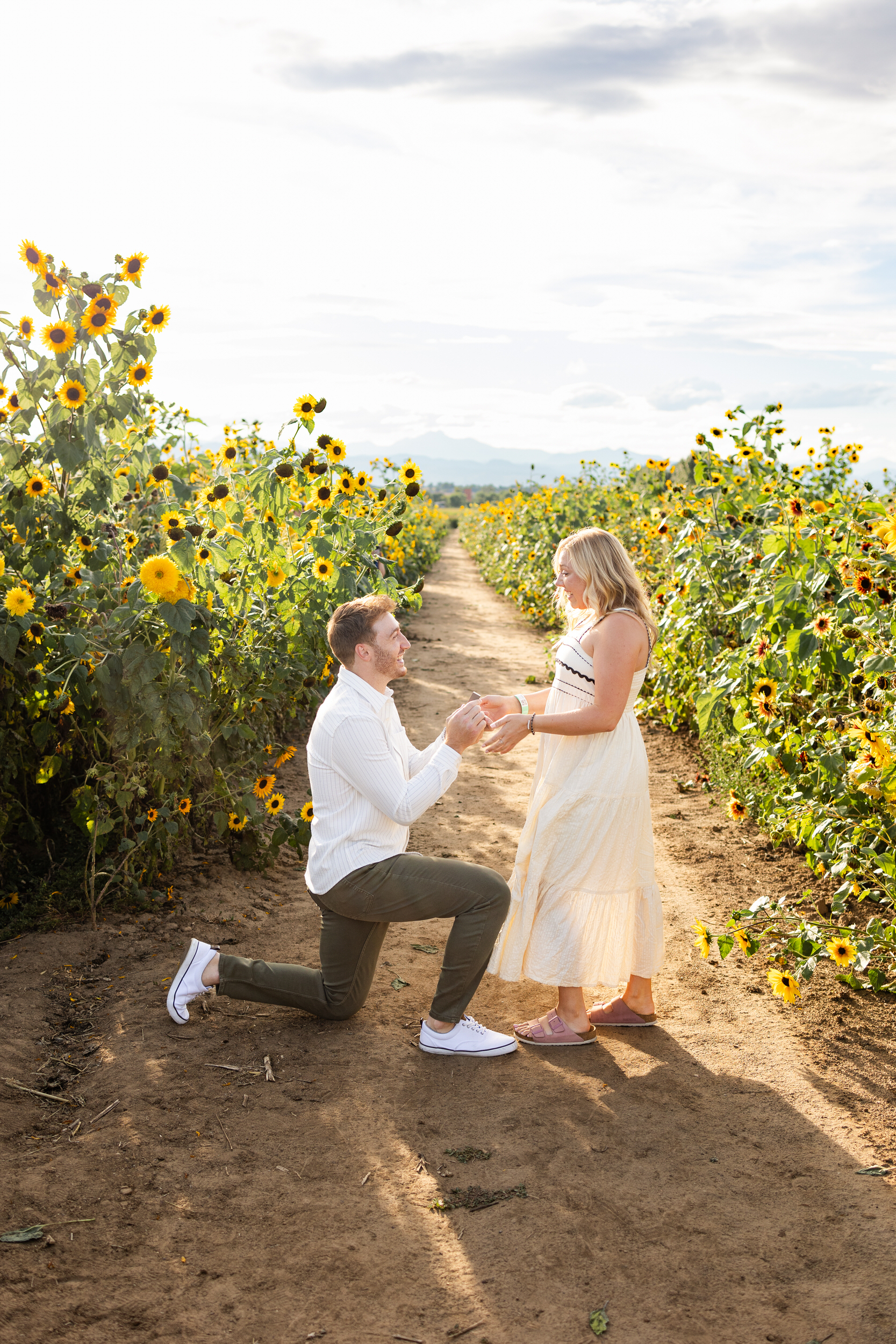 A man is down on one knee in a sunflower field proposing to his girlfriend.