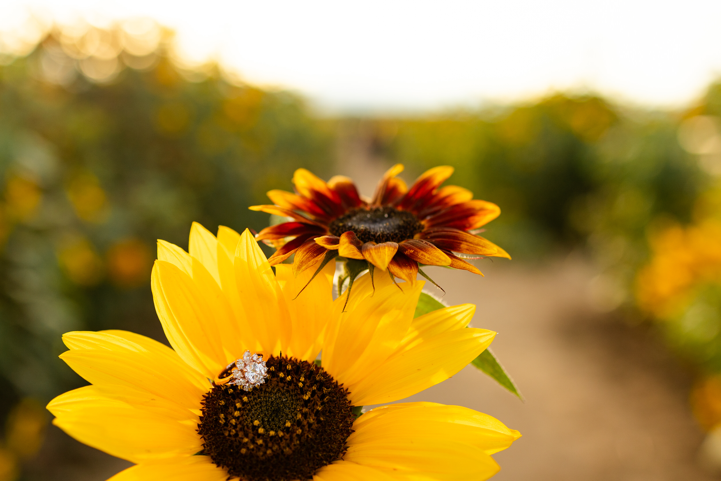 An engagement ring sits in the middle of a sunflower.