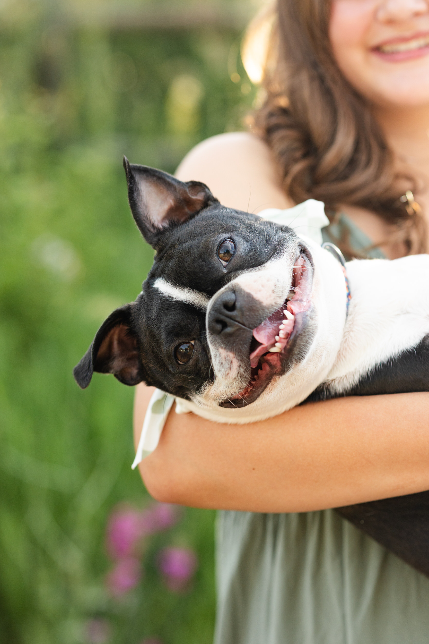 A French Bulldog "smiles" at the camera.
