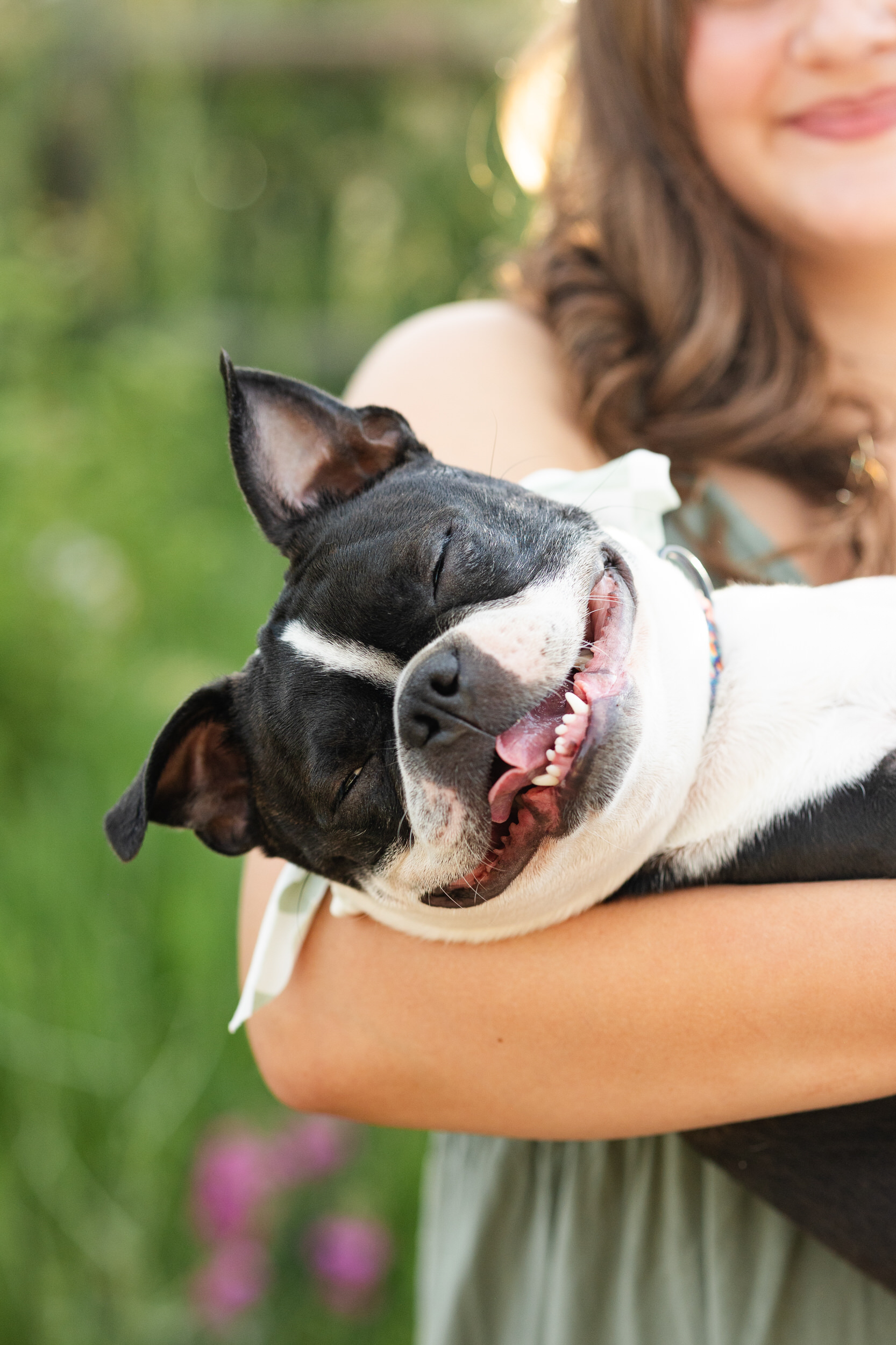 A French Bulldog "smiles".