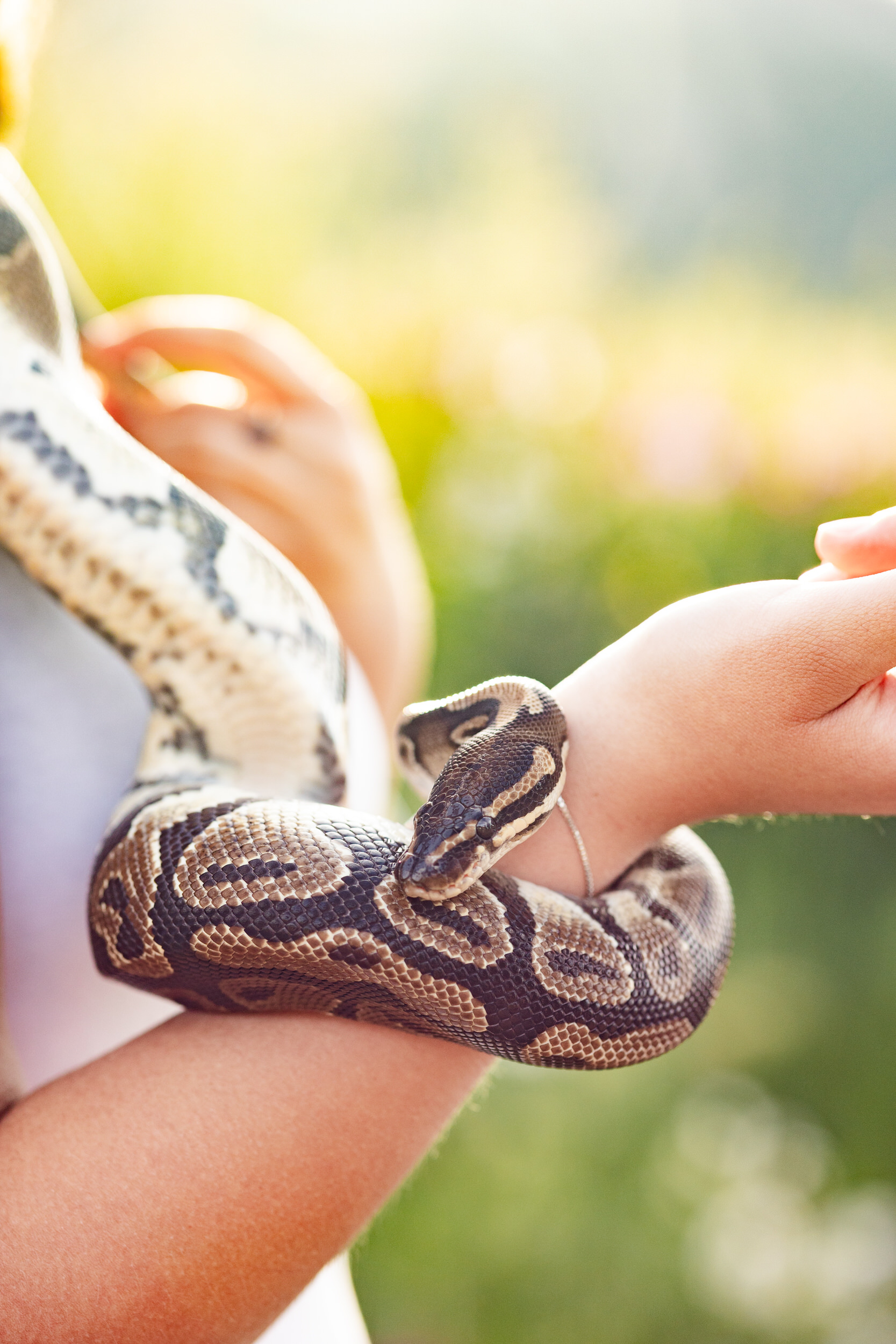 Snake wrapped around a woman's arm.